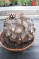 Bild 30 von Schildkrötenpflanze Dioscorea elephantipes RB8