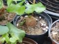 Bild 3 von Schildkrötenpflanze Dioscorea elephantipes RB1