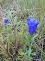 Gentiana pneumonanthe, Lungenenzian Sortenecht