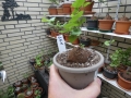 Bild 1 von Schildkrötenpflanze Dioscorea elephantipes  LG1