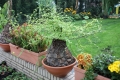 Bild 4 von Schildkrötenpflanze Dioscorea elephantipes  