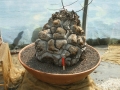 Bild 19 von Schildkrötenpflanze Dioscorea elephantipes 