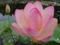 Lotus Nelumbo nucifera rosea  Saat  10 Saatkörner