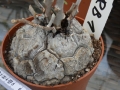 Bild 2 von Schildkrötenpflanze Dioscorea elephantipes  