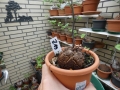 Bild 1 von Schildkrötenpflanze Dioscorea elephantipes  Z19