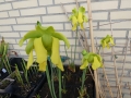 Bild 3 von Sarracenia flava, gelbblütige Schlauchpflanze