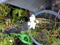 Bild 2 von Drosera binata  gegabelter Sonnentau