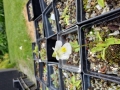 Bild 7 von Pinguicula alpina  Blüte weiß