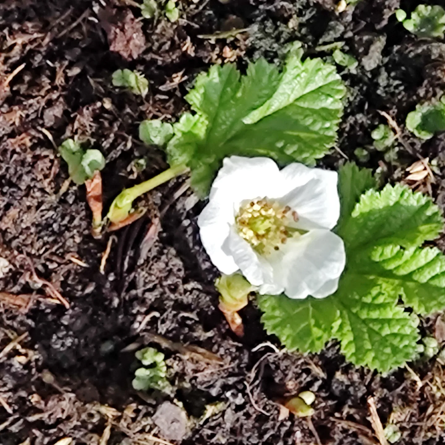 Bild 2 von Moltebeere   Rubus chamaemorus