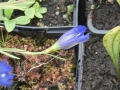 Bild 4 von Gentiana pneumonanthe, Lungenenzian Sortenecht