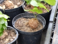 Bild 12 von Schildkrötenpflanze Dioscorea elephantipes  