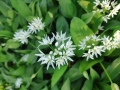 Bild 1 von Bärlauch Allium ursinum