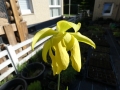 Bild 4 von Sarracenia flava, gelbblütige Schlauchpflanze