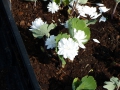 Bild 4 von Sanguinaria canadensis  Multiplex Plena  gefüllter Kanadische Blutwurzel