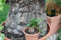 Bild 27 von Schildkrötenpflanze Dioscorea elephantipes  