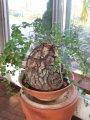 Bild 36 von Schildkrötenpflanze Dioscorea elephantipes RB2