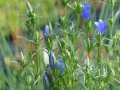 Bild 2 von Gentiana pneumonanthe, Lungenenzian Sortenecht