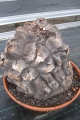 Bild 29 von Schildkrötenpflanze Dioscorea elephantipes 3-5 cm