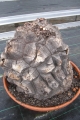 Bild 31 von Schildkrötenpflanze Dioscorea elephantipes  
