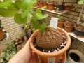 Bild 1 von Schildkrötenpflanze Dioscorea elephantipes  Z21