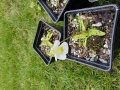 Bild 6 von Pinguicula alpina  Blüte weiß