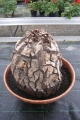 Bild 28 von Schildkrötenpflanze Dioscorea elephantipes 