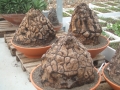 Bild 20 von Schildkrötenpflanze Dioscorea elephantipes 3-5 cm