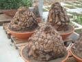 Bild 23 von Schildkrötenpflanze Dioscorea elephantipes UR9