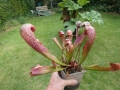 Bild 1 von Sarracenia x wrigleyana Schlauchpflanze