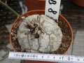Bild 2 von Schildkrötenpflanze Dioscorea elephantipes RB8