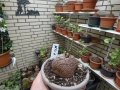 Bild 1 von Schildkrötenpflanze Dioscorea elephantipes MG1