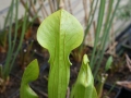 Bild 2 von Sarracenia oreophylla  , Grüne Schlauchpflanze