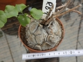 Bild 1 von Schildkrötenpflanze Dioscorea elephantipes  