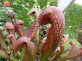 Bild 2 von Sarracenia x wrigleyana Schlauchpflanze