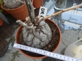 Bild 2 von Schildkrötenpflanze Dioscorea elephantipes UR6