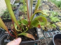 Bild 3 von Sarracenia oreophylla  , Grüne Schlauchpflanze