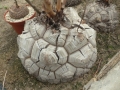 Bild 15 von Schildkrötenpflanze Dioscorea elephantipes  