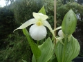 Cypripedium Macranthos alba