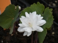 Bild 6 von Sanguinaria canadensis  Multiplex Plena  gefüllter Kanadische Blutwurzel