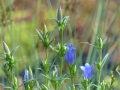 Bild 3 von Gentiana pneumonanthe, Lungenenzian Sortenecht