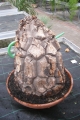 Bild 30 von Schildkrötenpflanze Dioscorea elephantipes 3-5 cm