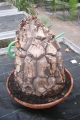 Bild 32 von Schildkrötenpflanze Dioscorea elephantipes  