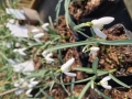 Galanthus nivalis  Schneeglöckchen