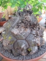 Bild 38 von Schildkrötenpflanze Dioscorea elephantipes 