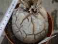 Bild 2 von Schildkrötenpflanze Dioscorea elephantipes RB7