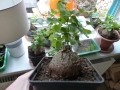 Bild 6 von Schildkrötenpflanze Dioscorea elephantipes 