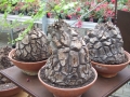 Bild 44 von Schildkrötenpflanze Dioscorea elephantipes  