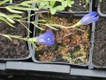 Bild 5 von Gentiana pneumonanthe, Lungenenzian Sortenecht