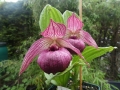 Cypripedium Hotei-atsumorianum Tibeticum